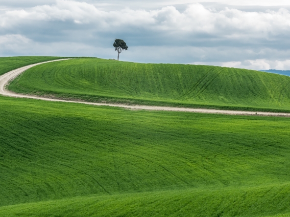 Wide shot isolated green tree near pathway beautiful green field