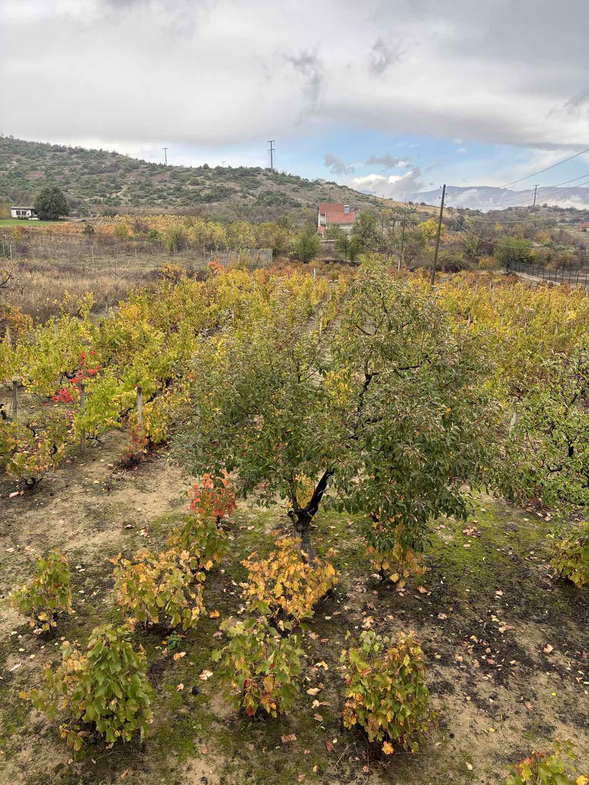 viber_image_2025-10-29_10-43-24-095 Viber image 2025 10 29 10 43 24 095