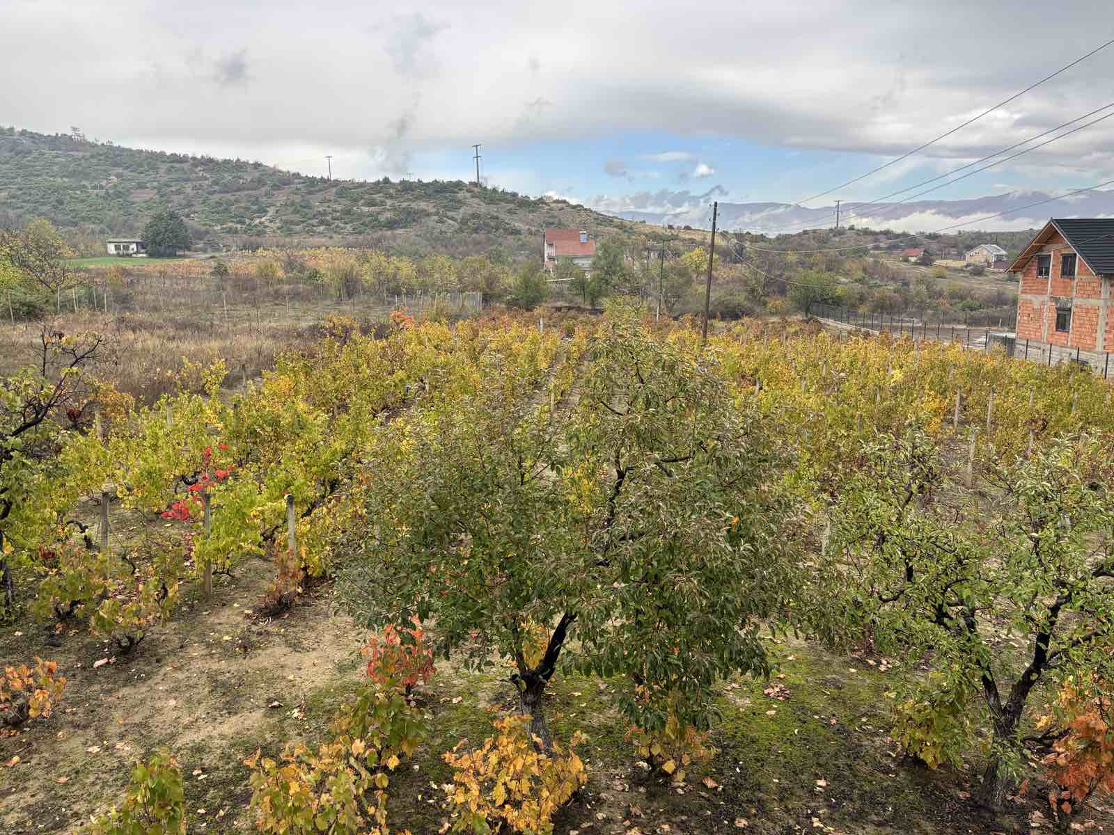 viber_image_2025-10-29_10-43-24-266 Viber image 2025 10 29 10 43 24 266